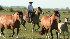 Buenos Aires and the Gaucho Experience 