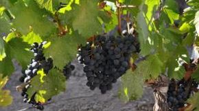 Buenos Aires and Mendoza Wine Country