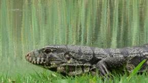 Bonito and the Wildlife of the Pantanal
