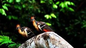 Cusco and the Amazon
