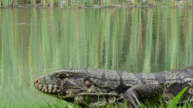 Bonito and the Wildlife of the Pantanal