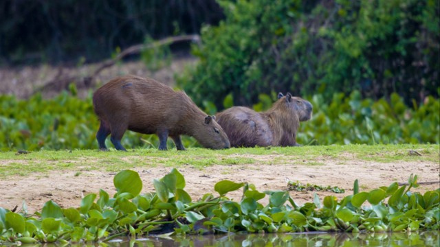 Pantanal
