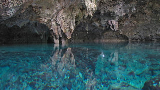 Bonito