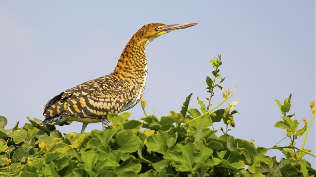 Pantanal