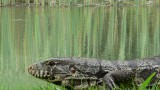 Bonito and the Wildlife of the Pantanal