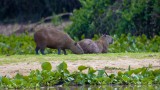 Pantanal
