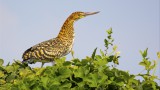 Pantanal