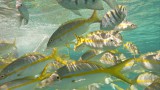 Ilha Grande
