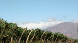 Cafayate