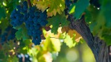 Buenos Aires and Mendoza Wine Country