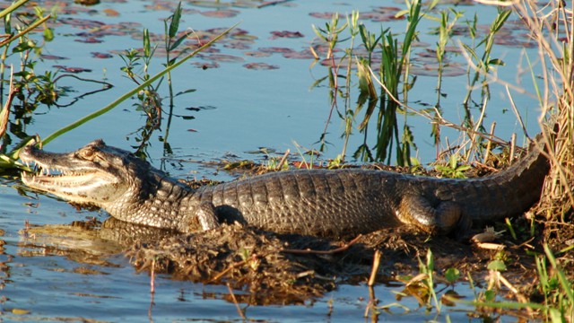Iberá Wetlands