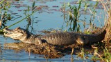 Iberá Wetlands