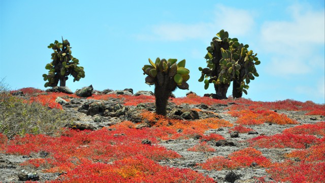 Galápagos Islands