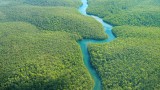 The Amazon Rainforest