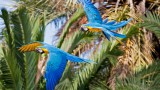 Blue-yellow Macaws