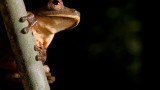 Nocturnal tree frog