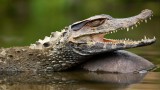River crocodile