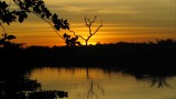 The Amazon by night