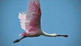 Spoonbill in flight 