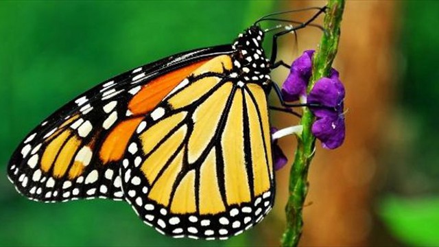 Beautiful butterfly 