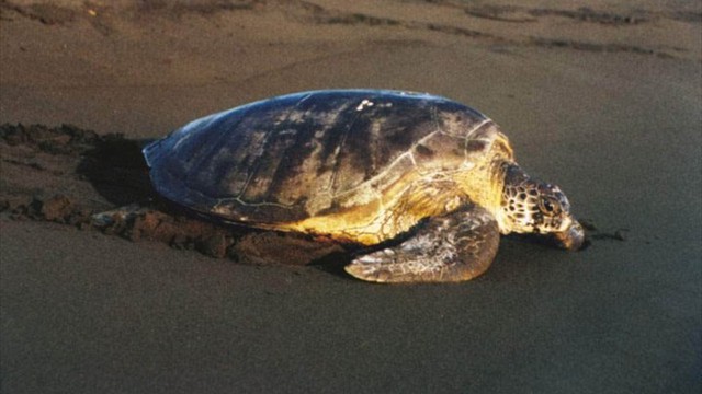 Sea turtle 