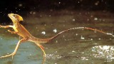 Basilisk lizard