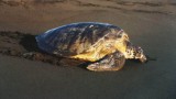 Sea turtle 