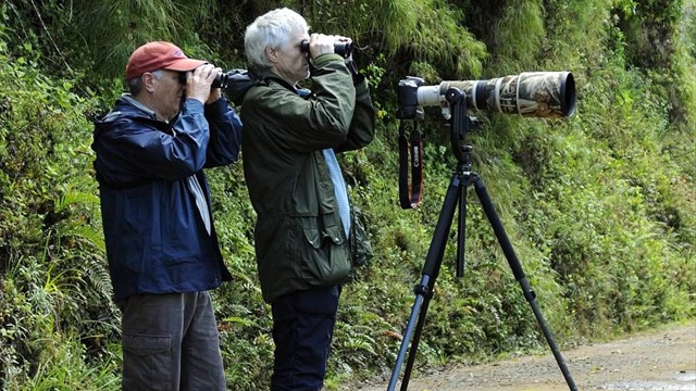 Bird watching 
