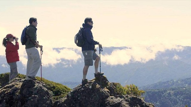 Paramo Forest