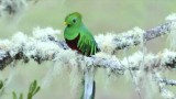 Quetzal 