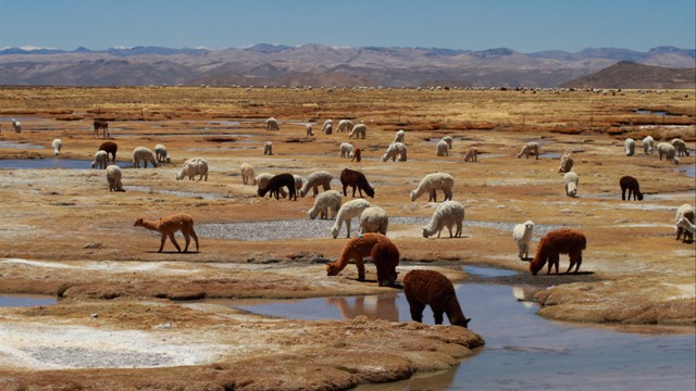 Grazing Alpaca 