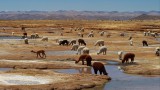 Grazing Alpaca 
