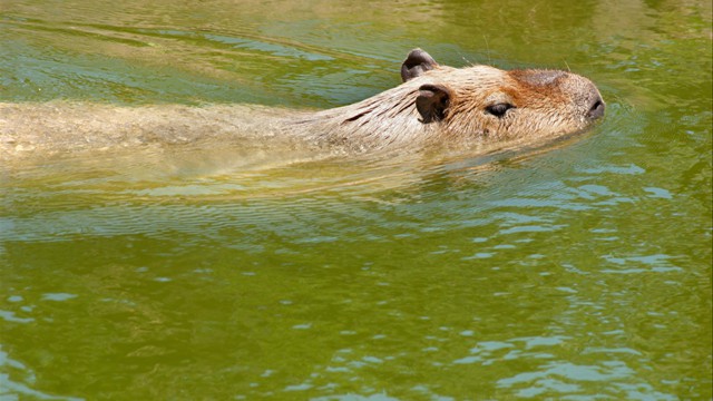 Swimming Capybara