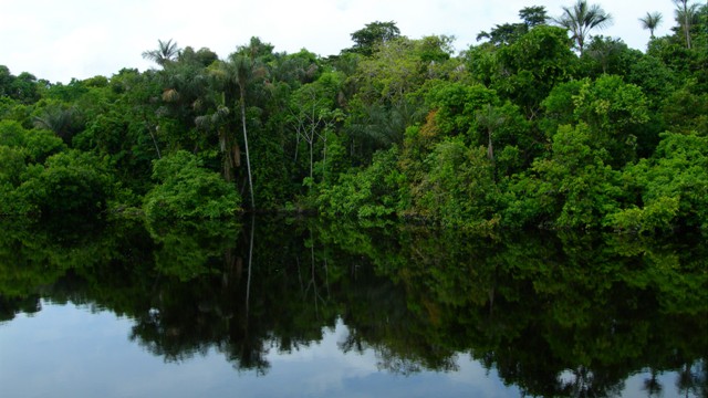 The Amazon