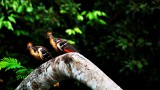 Hoatzin birds