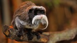 Tamarin Monkey