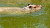 Swimming Capybara