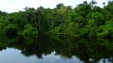 The Amazon