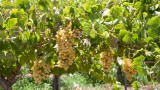 Elqui Valley Vineyard