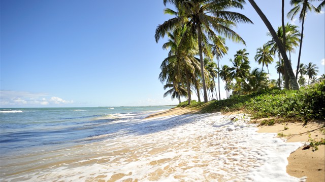 Palm fringed beach