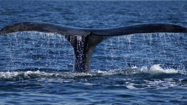 Southern Right Whale