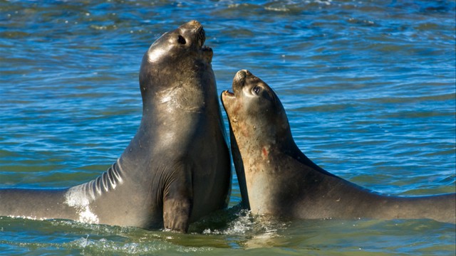 Pair of seals