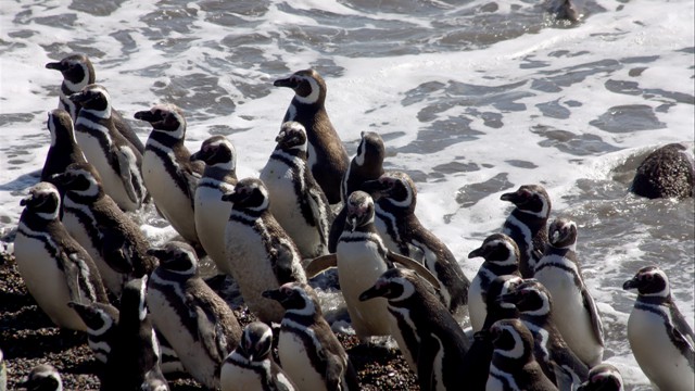 Magellanic Penguins