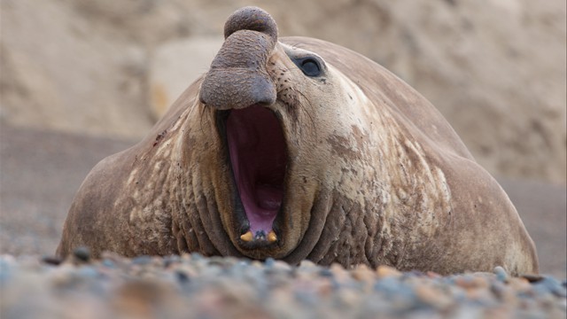 Elephant Seal
