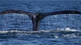Southern Right Whale