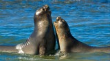 Pair of seals