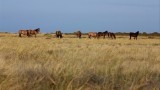 Wild horses