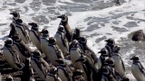 Magellanic Penguins