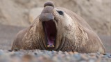 Elephant Seal