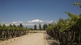 Vineyard with Andean views